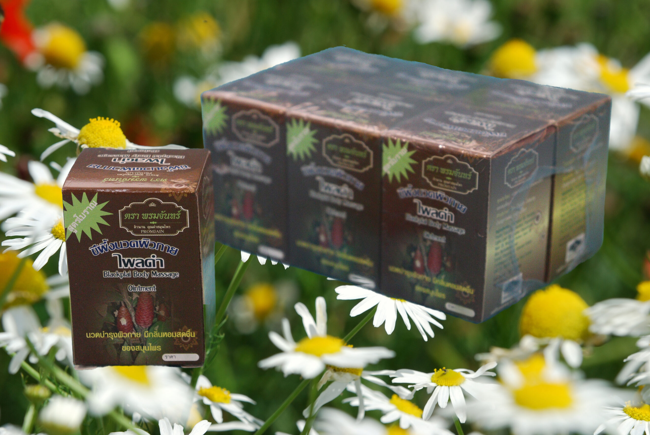 fragment of a camomile field with flowers with Black Plai Body Massage Balm